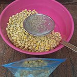 Garbanzos secos en agua durante el proceso de remojo tradicional